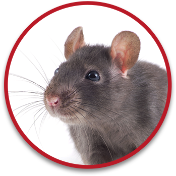 Raticida monodósico